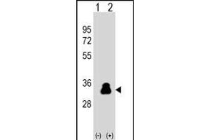 Western blot analysis of KLK4 (arrow) using rabbit polyclonal KLK4 Antibody  (ABIN390304 and ABIN2840739).