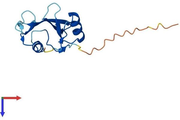 SH2D1A Protein (AA 1-126) (His tag)