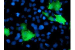 Anti-DOK2 mouse monoclonal antibody (ABIN2454889) immunofluorescent staining of COS7 cells transiently transfected by pCMV6-ENTRY DOK2 (RC207621). (DOK2 antibody)