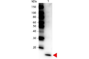 Western Blot of Peroxidase conjugated Rabbit anti-IL-17F Antibody. (IL17F antibody  (HRP))