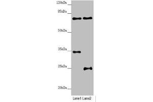NEDD1 antibody  (AA 411-660)