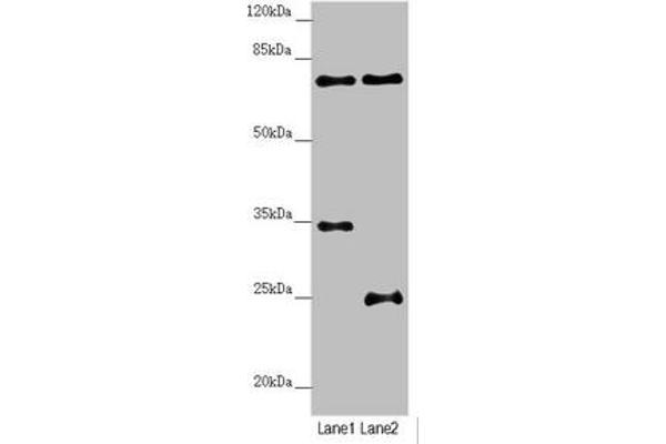 NEDD1 antibody  (AA 411-660)