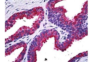 Anti-NPR2 antibody IHC of human prostate. (NPR2 antibody  (AA 131-231))