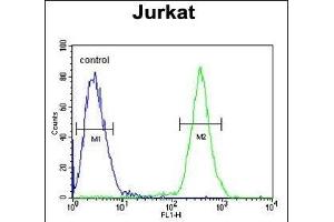 SSN1 Antibody (Center) (ABIN652058 and ABIN2840526) flow cytometric analysis of Jurkat cells (right histogr) compared to a negative control cell (left histogr). (SAMSN1 antibody  (AA 255-283))