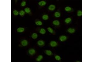 Immunocytochemistry staining of HeLa cells fixed with 4 % Paraformaldehyde and using anti-KDM1/LSD1 mouse mAb (dilution 1:100). (LSD1 antibody)