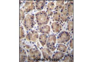 RPL27 Antibody (C-term) (ABIN657050 and ABIN2846217) immunohistochemistry analysis in formalin fixed and paraffin embedded human stomach tissue followed by peroxidase conjugation of the secondary antibody and DAB staining. (RPL27 antibody  (C-Term))