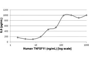 Human PBMCs were cultured with 0 to 1000 ng/mL human TNFSF11.
