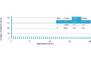 Protein Array (PAr) image for anti-Dopa Decarboxylase (Aromatic L-Amino Acid Decarboxylase) (DDC) antibody (ABIN7456254) (DDC antibody)