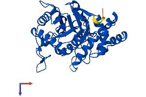 AKR1C2 Protein (AA 1-323) (His tag)