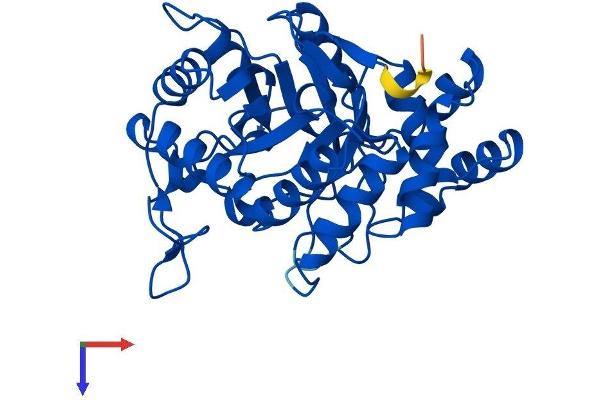 AKR1C2 Protein (AA 1-323) (His tag)