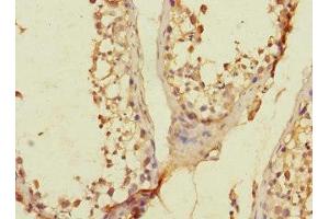 Immunohistochemistry of paraffin-embedded human testis tissue using ABIN7166584 at dilution of 1:100 (SLC36A3 antibody  (AA 1-46))