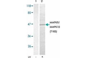 Western blot analysis of extracts from 293T cells using MAPK9/MAPK10 (phospho T183) polyclonal antibody . (JNK2 antibody  (pThr183))