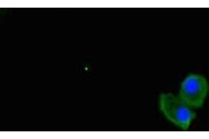 Immunofluorescent analysis of HepG2 cells using ABIN7174595 at dilution of 1:100 and Alexa Fluor 488-congugated AffiniPure Goat Anti-Rabbit IgG(H+L)