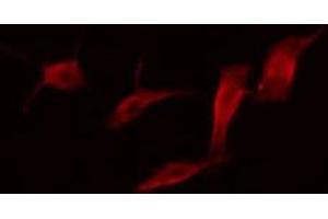 ABIN6266804 staining 293 cells by IF/ICC. (MUC13 antibody  (C-Term))