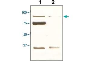 The tissue lysate derived from mouse kidney was immunoprobed by POU2F1 polyclonal antibody  at 1 : 500.