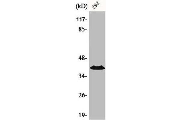 CCRL1 antibody  (N-Term)