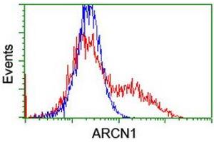 HEK293T cells transfected with either RC210778 overexpress plasmid (Red) or empty vector control plasmid (Blue) were immunostained by anti-ARCN1 antibody (ABIN2455570), and then analyzed by flow cytometry. (ARCN1 antibody)