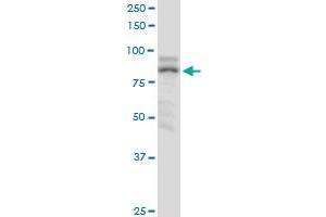 ZNF624 MaxPab polyclonal antibody. (ZNF624 antibody  (AA 1-739))