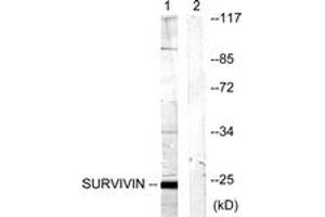 Western blot analysis of extracts from mouse lung cells, using Survivin (Ab-117) Antibody. (Survivin antibody  (AA 86-135))