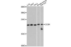Western blot analysis of extracts of various cell lines, using GCSH antibody. (GCSH antibody  (AA 1-173))