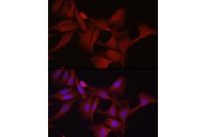 Immunofluorescence analysis of U2OS cells using GPX4 Rabbit pAb (ABIN3015729, ABIN3015730, ABIN3015731, ABIN1680090 and ABIN6219078) at dilution of 1:200 (40x lens). (GPX4 antibody  (AA 30-197))