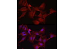 Immunofluorescence analysis of U2OS cells using GPX4 Rabbit pAb (ABIN3015729, ABIN3015730, ABIN3015731, ABIN1680090 and ABIN6219078) at dilution of 1:200 (40x lens). (GPX4 antibody  (AA 30-197))