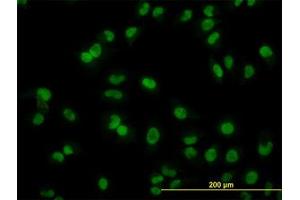 Image no. 3 for anti-ADP-Ribosylation-Like Factor 6 Interacting Protein 4 (ARL6IP4) (AA 261-361) antibody (ABIN466208) (ARL6IP4 antibody  (AA 261-361))