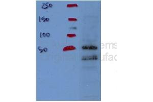 nuclear lysates (NDUFS1 antibody  (Middle Region))