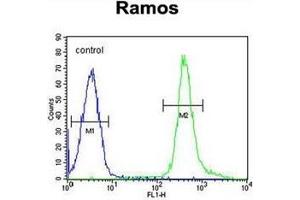 Flow cytometric analysis of Ramos cells using PNLDC1 Antibody (C-term) Cat. (PNLDC1 antibody  (C-Term))