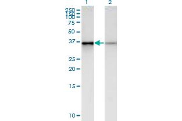PHC2 Antikörper  (AA 91-200)