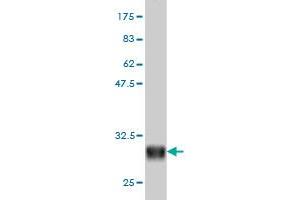 Western Blot detection against Immunogen (28. (alpha 1 Adrenergic Receptor antibody  (AA 1-27))