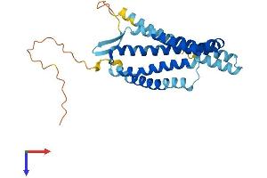 AlphaFold protein structure predicition of Human Recombinant GPR32P1 Protein, UniprotID Q8NGA4 (GPR32P1 Protein (AA 1-272) (His tag))
