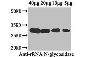 Western Blot Positive WB detected in: Cucurbita moschata (40 μg, 20 μg, 10 μg, 5 μg) All lanes: rRNA N-glycosidase antibody at 4 μg/mL Secondary Goat polyclonal to rabbit IgG at 1/50000 dilution Predicted band size: 28 kDa Observed band size: 28 kDa (Ribosome-Inactivating Protein Cucurmosin (AA 1-244) antibody)