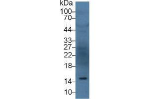 Western Blot; Sample: Human Serum; Primary Ab: 3µg/ml Rabbit Anti-Human ANG Antibody Second Ab: 0.