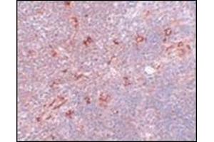 Immunohistochemistry of NAT11 in mouse thymus tissue with this product at 5 μg/ml. (NAA40 antibody  (C-Term))