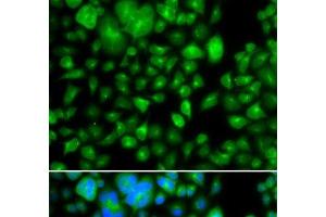 Immunofluorescence analysis of A549 cells using METTL7B Polyclonal Antibody (METTL7B antibody)
