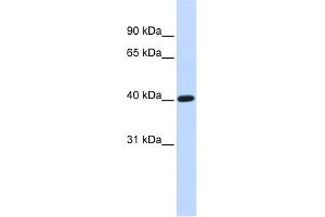 WB Suggested Anti-TFB1M Antibody Titration:  0. (TFB1M antibody  (N-Term))