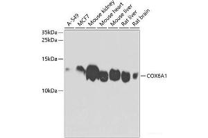 Western blot analysis of extracts of various cell lines using COX6A1 Polyclonal Antibody at dilution of 1:1000. (COX6A1 antibody)