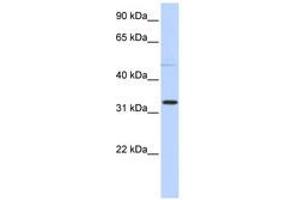 Image no. 1 for anti-Sialidase 4 (NEU4) (AA 107-156) antibody (ABIN6741142) (Sialidase 4 antibody  (AA 107-156))