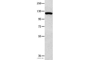 Western blot analysis of 823 cell , using MVP Polyclonal Antibody at dilution of 1:350