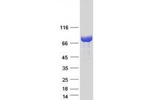 Validation with Western Blot (TBC1D25 Protein (Myc-DYKDDDDK Tag))