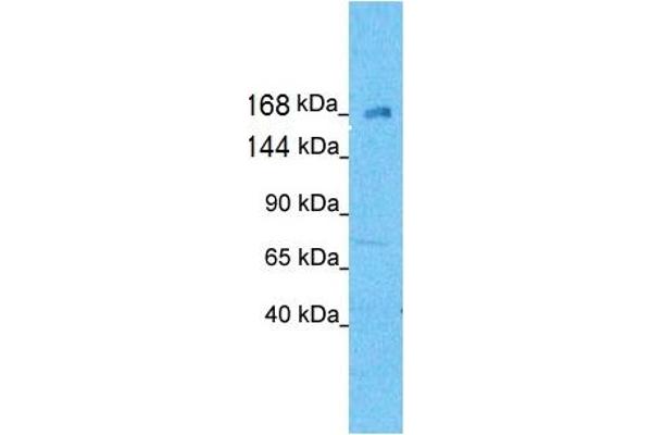 KIF21A antibody  (N-Term)
