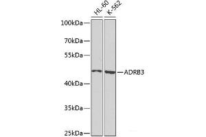 Western blot analysis of extracts of various cell lines using ADRB3 Polyclonal Antibody at dilution of 1:1000. (ADRB3 antibody)