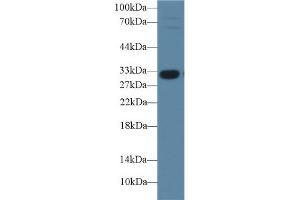 Western Blot; Sample: Porcine Liver lysate; Primary Ab: 1µg/ml Rabbit Anti-Porcine IGFBP1 Antibody Second Ab: 0. (IGFBPI antibody  (AA 112-262))
