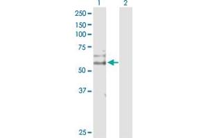 Western Blot analysis of CDC14B expression in transfected 293T cell line by CDC14B MaxPab polyclonal antibody. (CDC14B antibody  (AA 1-471))