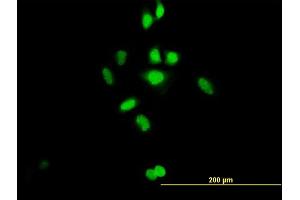 Immunofluorescence of purified MaxPab antibody to C21orf66 on HeLa cell. (PAX3 and PAX7 Binding Protein 1 (PAXBP1) (AA 1-398) antibody)