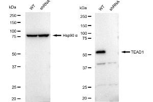 Western blotting analysis using TEAD1 antibody (ABIN7800525).