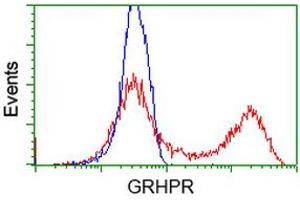 HEK293T cells transfected with either RC200963 overexpress plasmid (Red) or empty vector control plasmid (Blue) were immunostained by anti-GRHPR antibody (ABIN2453973), and then analyzed by flow cytometry. (GRHPR antibody)