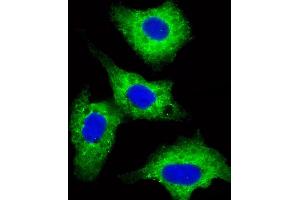 Immunofluorescent analysis of 4% paraformaldehyde-fixed, 0. (DVL1 antibody  (AA 442-470))
