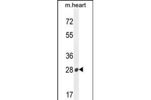 B3GAT2 antibody  (AA 123-150)